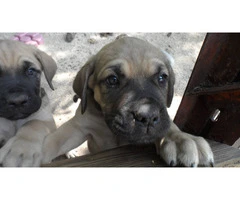 7-Week-Old "Daniff" Puppies for sale - 8