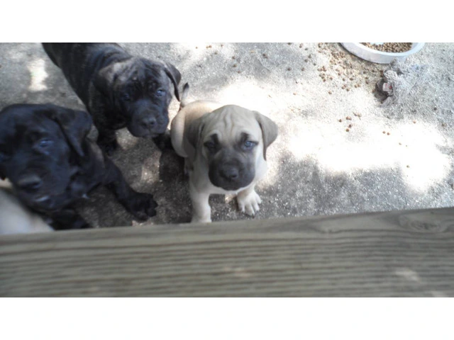 7-Week-Old "Daniff" Puppies for sale - 10/11