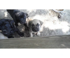 7-Week-Old "Daniff" Puppies for sale - 10