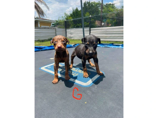 Pure Doberman Puppies Ready to go - 1/11