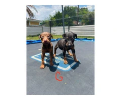 Pure Doberman Puppies Ready to go