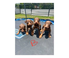 Pure Doberman Puppies Ready to go - 2