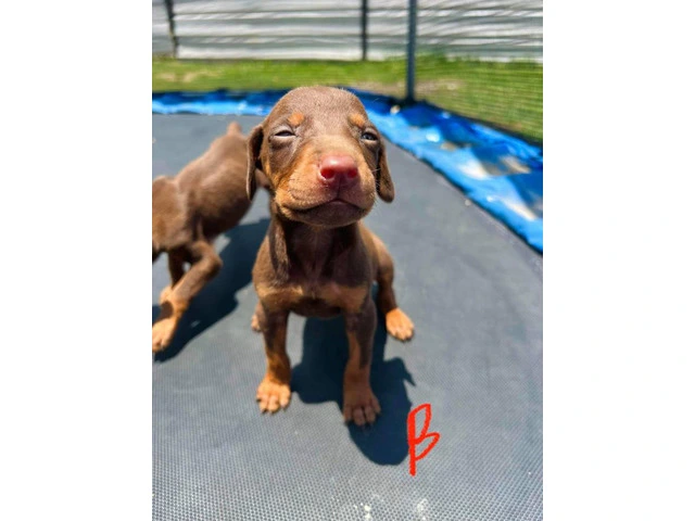 Pure Doberman Puppies Ready to go - 3/11