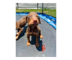 Pure Doberman Puppies Ready to go - 3