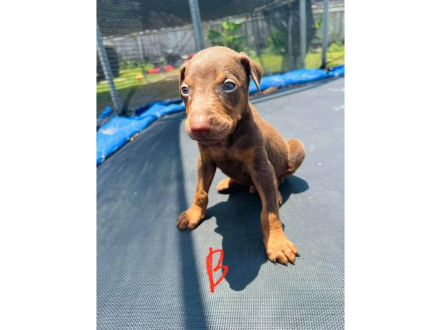 Pure Doberman Puppies Ready to go - 4/11
