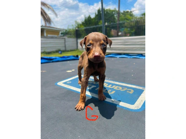 Pure Doberman Puppies Ready to go - 5/11