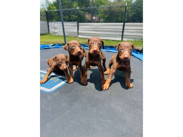 Pure Doberman Puppies Ready to go - 6/11