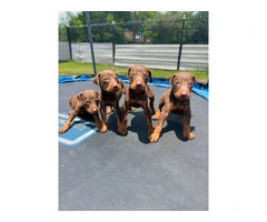 Pure Doberman Puppies Ready to go - 6