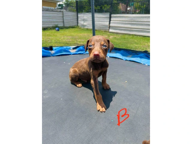 Pure Doberman Puppies Ready to go - 7/11