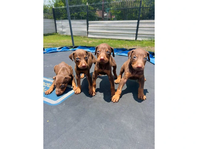 Pure Doberman Puppies Ready to go - 8/11