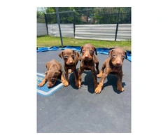Pure Doberman Puppies Ready to go - 8