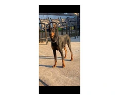 Pure Doberman Puppies Ready to go - 9