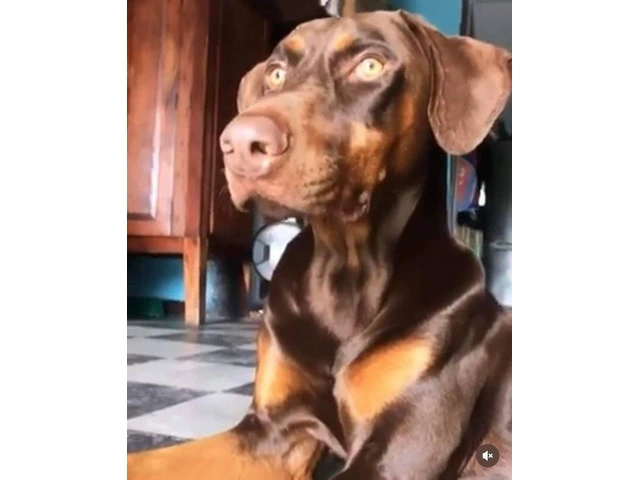 Pure Doberman Puppies Ready to go - 10/11