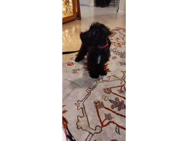Black Mini Schnauzer Puppies Available: Tails Docked, Shots Done, AKC Parents - 3/7