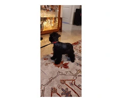 Black Mini Schnauzer Puppies Available: Tails Docked, Shots Done, AKC Parents - 4