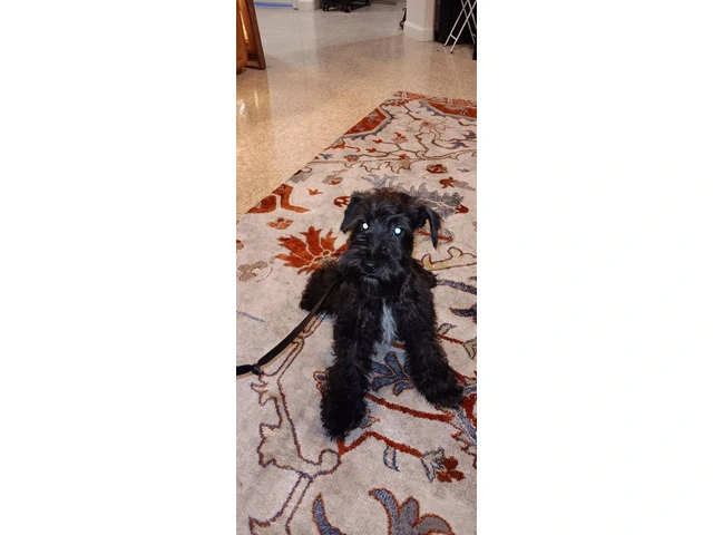 Black Mini Schnauzer Puppies Available: Tails Docked, Shots Done, AKC Parents - 6/7