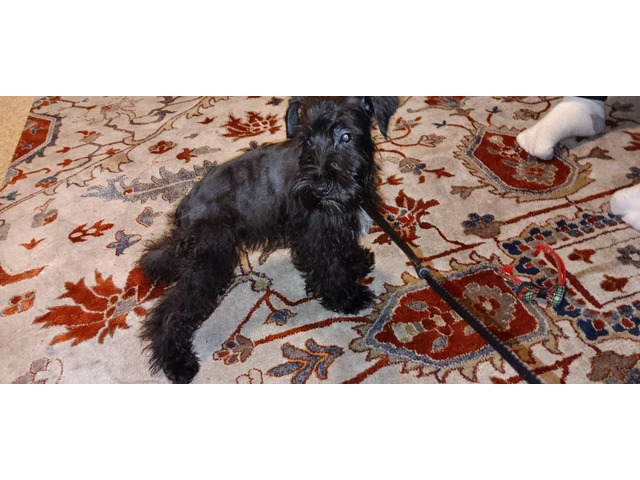Black Mini Schnauzer Puppies Available: Tails Docked, Shots Done, AKC Parents - 7/7