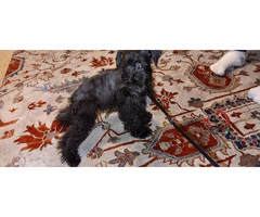 Black Mini Schnauzer Puppies Available: Tails Docked, Shots Done, AKC Parents - 7