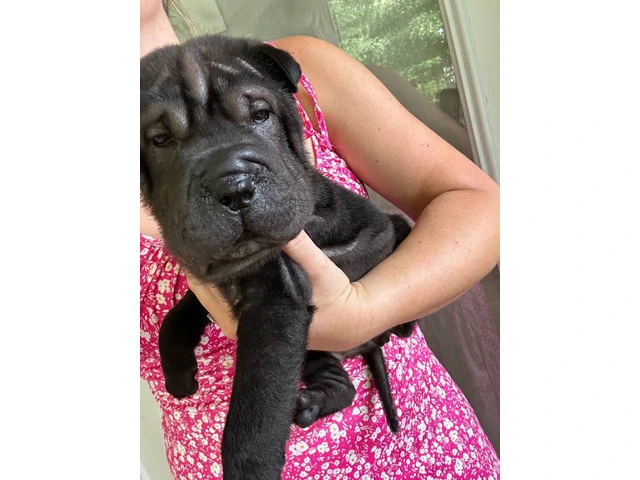 Registered Shar Pei Puppy Available for Rehoming - Last One - 1/6