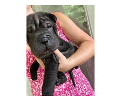 Registered Shar Pei Puppy Available for Rehoming - Last One