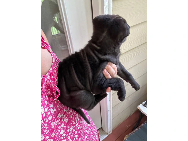 Registered Shar Pei Puppy Available for Rehoming - Last One - 2/6