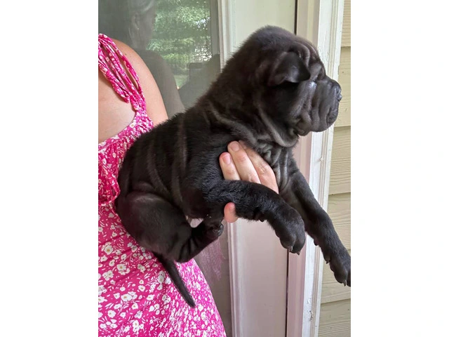 Registered Shar Pei Puppy Available for Rehoming - Last One - 3/6