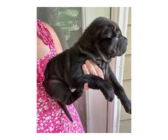 Registered Shar Pei Puppy Available for Rehoming - Last One - 3