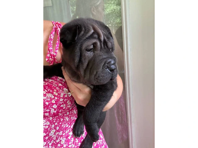 Registered Shar Pei Puppy Available for Rehoming - Last One - 4/6
