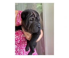 Registered Shar Pei Puppy Available for Rehoming - Last One - 4