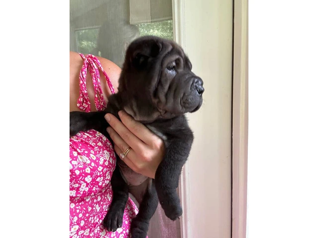 Registered Shar Pei Puppy Available for Rehoming - Last One - 5/6