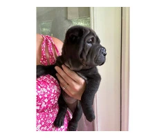 Registered Shar Pei Puppy Available for Rehoming - Last One - 5