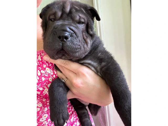 Registered Shar Pei Puppy Available for Rehoming - Last One - 6/6