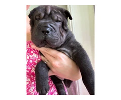 Registered Shar Pei Puppy Available for Rehoming - Last One - 6