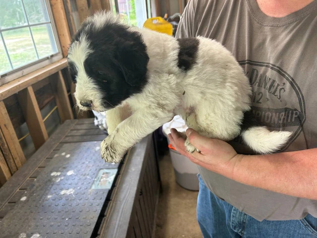 Karakachan Mix Puppies Raised with Goats - Ready this Weekend! - 1/9