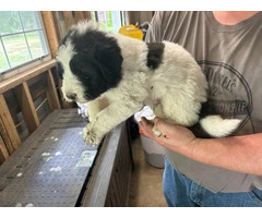 Karakachan Mix Puppies Raised with Goats - Ready this Weekend!