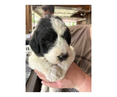 Karakachan Mix Puppies Raised with Goats - Ready this Weekend! - 3