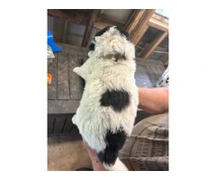 Karakachan Mix Puppies Raised with Goats - Ready this Weekend! - 4