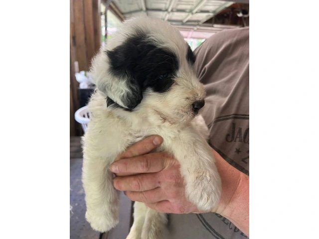 Karakachan Mix Puppies Raised with Goats - Ready this Weekend! - 6/9