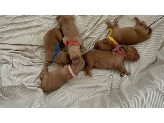 Purebred AKC Golden Retriever puppies for sale - 1/6