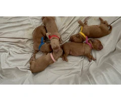 Purebred AKC Golden Retriever puppies for sale