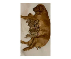 Purebred AKC Golden Retriever puppies for sale - 2