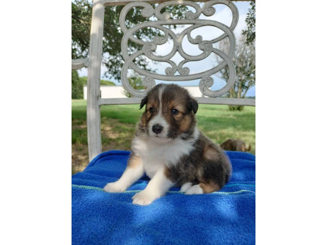 AKC Blue Merle and Sable Shetland sheepdog puppies for sale - 1/20