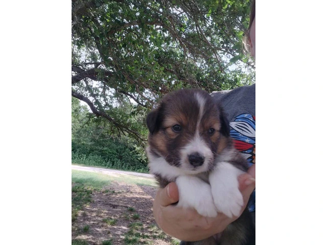 AKC Blue Merle and Sable Shetland sheepdog puppies for sale - 2/20