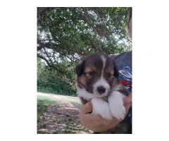 AKC Blue Merle and Sable Shetland sheepdog puppies for sale - 2