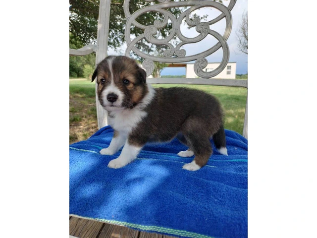 AKC Blue Merle and Sable Shetland sheepdog puppies for sale - 3/20