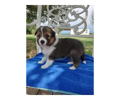 AKC Blue Merle and Sable Shetland sheepdog puppies for sale - 3