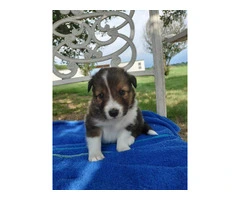 AKC Blue Merle and Sable Shetland sheepdog puppies for sale - 4