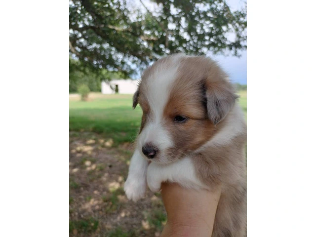 AKC Blue Merle and Sable Shetland sheepdog puppies for sale - 5/20