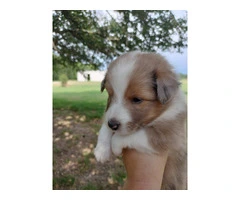 AKC Blue Merle and Sable Shetland sheepdog puppies for sale - 5