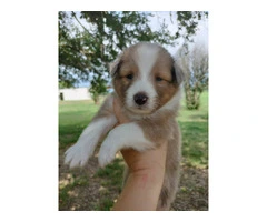 AKC Blue Merle and Sable Shetland sheepdog puppies for sale - 6